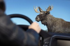 Водителей призывают быть внимательными на проезжей части в связи с возможностью появления диких животных