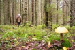  Что делать, если заблудился в лесу