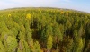 Уважаемые работники и ветераны лесной промышленности и лесного хозяйства! Поздравляю вас с профессиональным праздником – Днем работников леса!