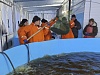 Уватский центр аквакультуры продолжает восстанавливать популяцию ценных пород рыб