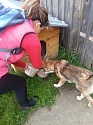 Со 2 августа по сегодняшний день в рамках социального проекта "Уватские потеряшки" волонтеры ухаживают за бездомной собакой, попавшей под колеса автомобиля