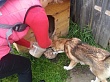 Со 2 августа по сегодняшний день в рамках социального проекта "Уватские потеряшки" волонтеры ухаживают за бездомной собакой, попавшей под колеса автомобиля