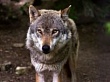 За истекший период сезона охоты в Уватском районе отстрелено 4 волка