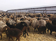Фермеры района планируют разводить породистых овец