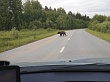 Численность медведей отрегулируют в Уватском районе