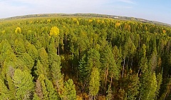 В Уватском районе в ближайшие несколько лет возможно масштабное освоение лесных ресурсов 