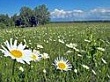 Прогноз на июль: умеренная жара и нормальное количество осадков