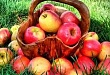 Как пожилые люди за молодильными яблоками ходили Как пожилые люди за молодильными яблоками ходили