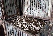 Получить высокий урожай картофеля в северном районе реально, считает уватский фермер