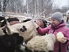 В Уватском районе в 130 хозяйствах содержится крупный рогатый скот