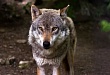 В поселке Першино объявлена экстренная охота на волков