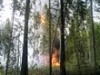 Лесной пожар легко потушить только на начальной стадии развития