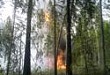 Лесной пожар легко потушить только на начальной стадии развития