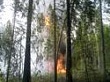 Лесной пожар легко потушить только на начальной стадии развития