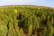 В Уватском районе в ближайшие несколько лет возможно масштабное освоение лесных ресурсов В Уватском районе в ближайшие несколько лет возможно масштабное освоение лесных ресурсов