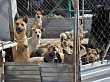 С 12 марта проводят отлов безнадзорных домашних животных