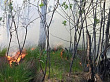 Департамент лесного комплекса призывает граждан соблюдать правила пожарной безопасности в лесах