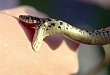 В этом году в Уватском районе наблюдается большое количество змей