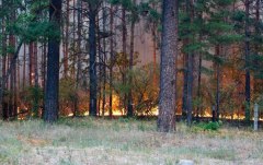 С начала пожароопасного периода в Уватском районе зарегистрировано 3 лесных пожара
