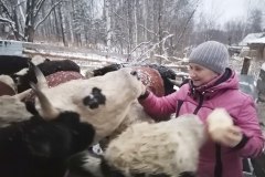 В Уватском районе в 130 хозяйствах содержится крупный рогатый скот