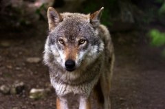 В поселке Першино объявлена экстренная охота на волков