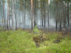 В 2016 году в Уватском районе зарегистрировано 4 лесных пожара