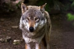 За истекший период сезона охоты в Уватском районе отстрелено 4 волка