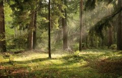 Представительница Уватского района – призер областной фотовыставки «Родные леса»