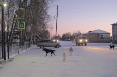 В декабре на территории Уватского сельского поселения будут отлавливаться безнадзорные животные