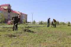 Двести пятьдесят саженцев сосны высадили в Увате