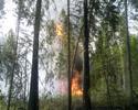 Лесной пожар легко потушить только на начальной стадии развития