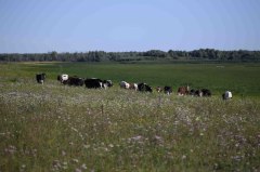 Выпас скота в Уватском сельском поселении разрешен на Егоровом поле