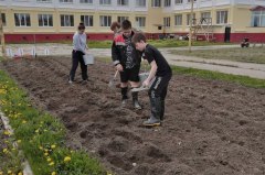 Агрокласс выявляет подходящий сорт картофеля для Уватского климата