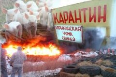 Африканская чума свиней продолжает бушевать в Омской области