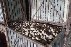 Получить высокий урожай картофеля в северном районе реально, считает уватский фермер
