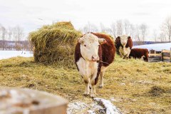 Сергей Путмин: возрождение мясного скотоводства очень важно для Уватского района